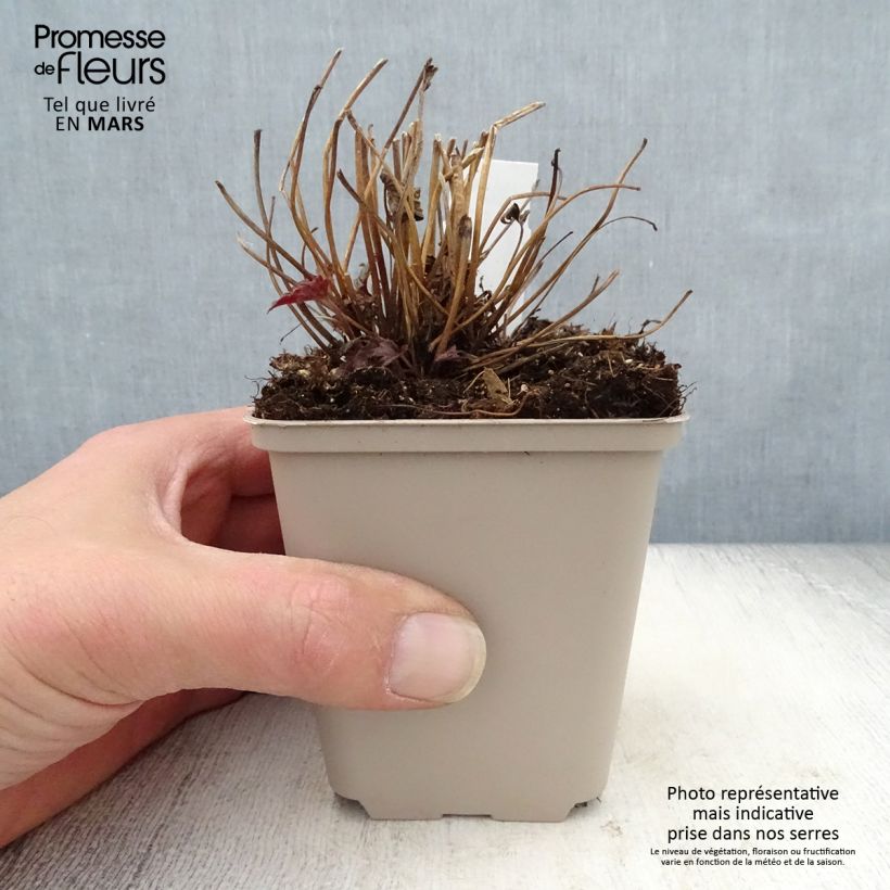 Amostra de Anémona-do-japão Fantasy Cinderella - Anemone × hybrida Vaso de 8/9 cm tal como entregue na primavera