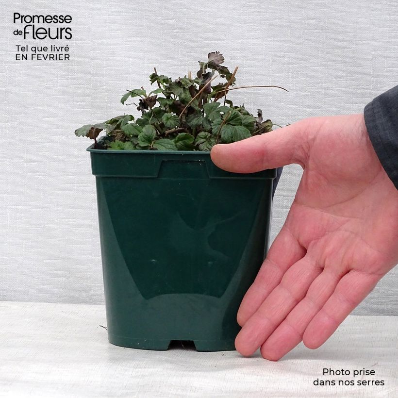 Amostra de Anémone du Japon Fantasy Cinderella Vaso de 2 L/3 L tal como entregue no inverno