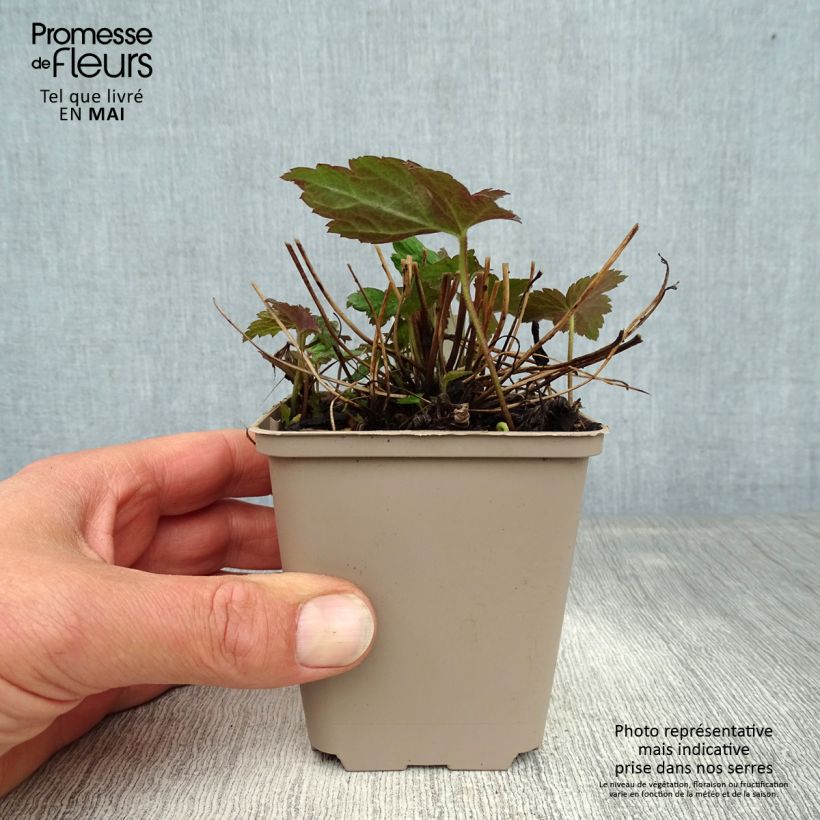 Amostra de Anémona-do-japão Fantasy Jasmine - Anemone × hybrida Vaso de 8/9 cm tal como entregue na primavera