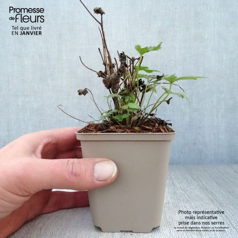 Amostra de Anémone du Japon Fantasy Pocahontas - Anemone hupehensis var.japonica Vaso de 8/9 cm tal como entregue no inverno