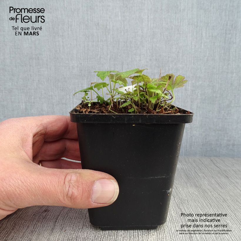 Amostra de Anémona-do-japão Fantasy Pocahontas - Anemone hupehensis var. japonica Vaso de 8/9 cm tal como entregue na primavera