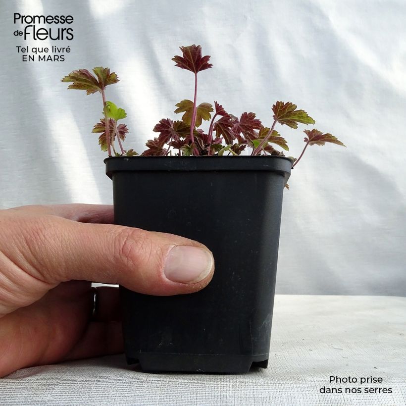 Amostra de Anémona-do-japão Little Summer Breeze - Anemone Vaso de 8/9 cm tal como entregue na primavera