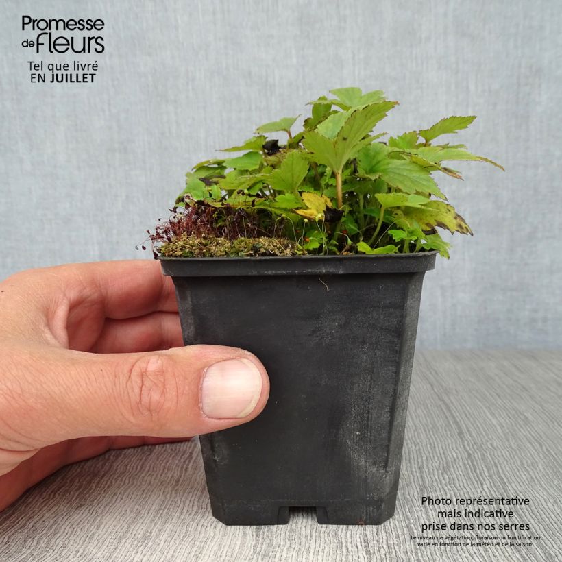 Amostra de Anémona-do-japão Pamina - Anemone hupehensis var. japonica Vaso de 8/9 cm tal como entregue no verão