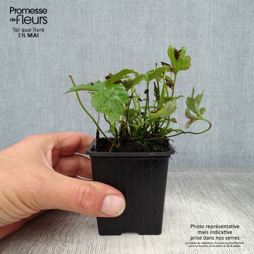 Amostra de Anémona-do-japão Prinz Heinrich - Anemone hupehensis Vaso de 8/9 cm tal como entregue na primavera