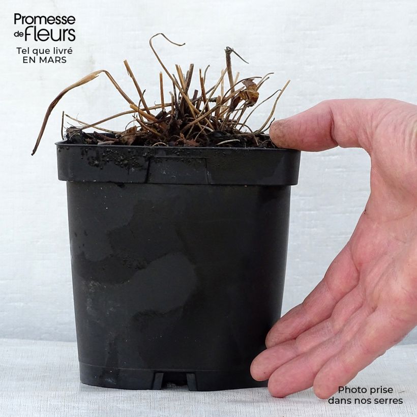 Amostra de Anémona-do-japão Prinz Heinrich - Anemone hupehensis Vaso de 2 L/3 L tal como entregue na primavera