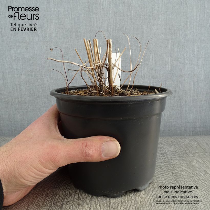 Amostra de Anémona-do-japão Prinz Heinrich - Anemone hupehensis Vaso de 2 L/3 L tal como entregue no inverno