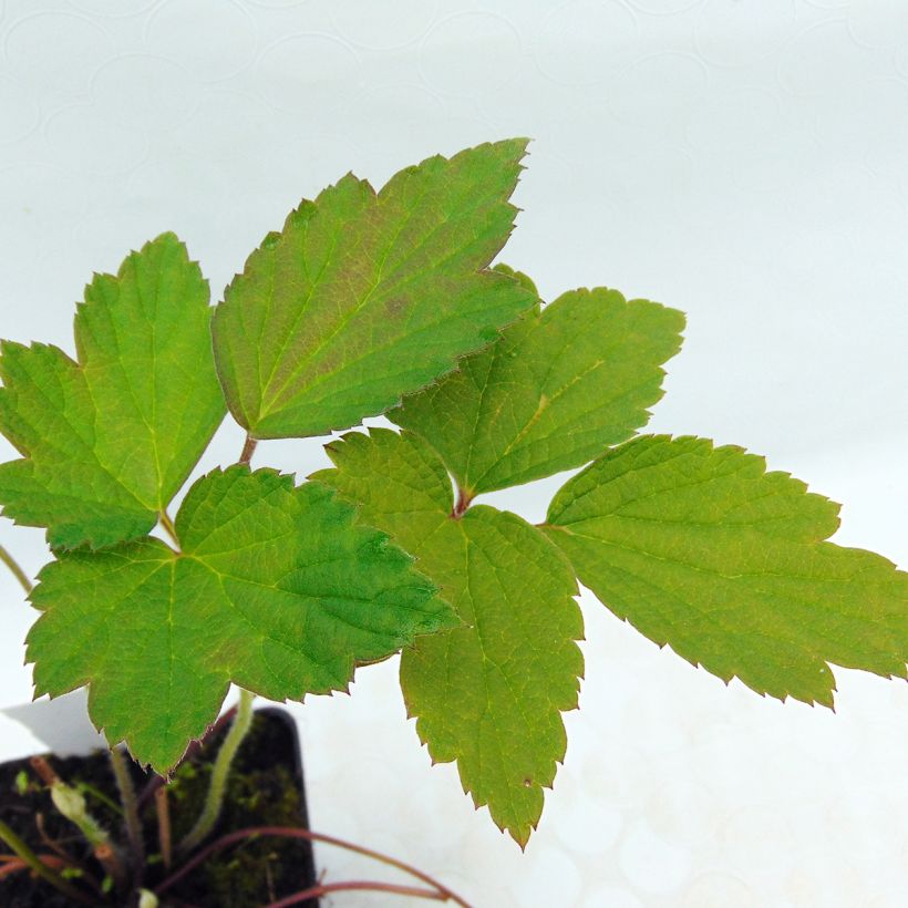 Anémona-do-japão Robustissima - Anemone tomentosa (Folhagem)