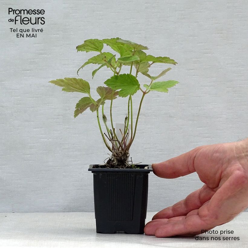 Amostra de Anémona-do-japão Robustissima - Anemone tomentosa Vaso de 8/9 cm tal como entregue na primavera