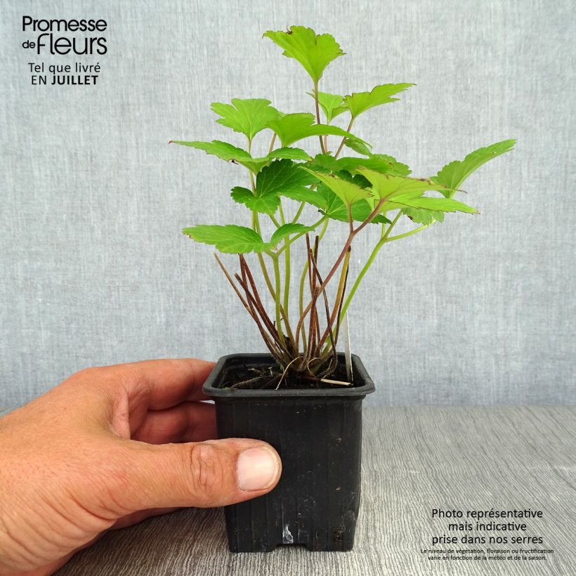 Amostra de Anémona-do-japão Robustissima - Anemone tomentosa Vaso de 8/9 cm tal como entregue no verão