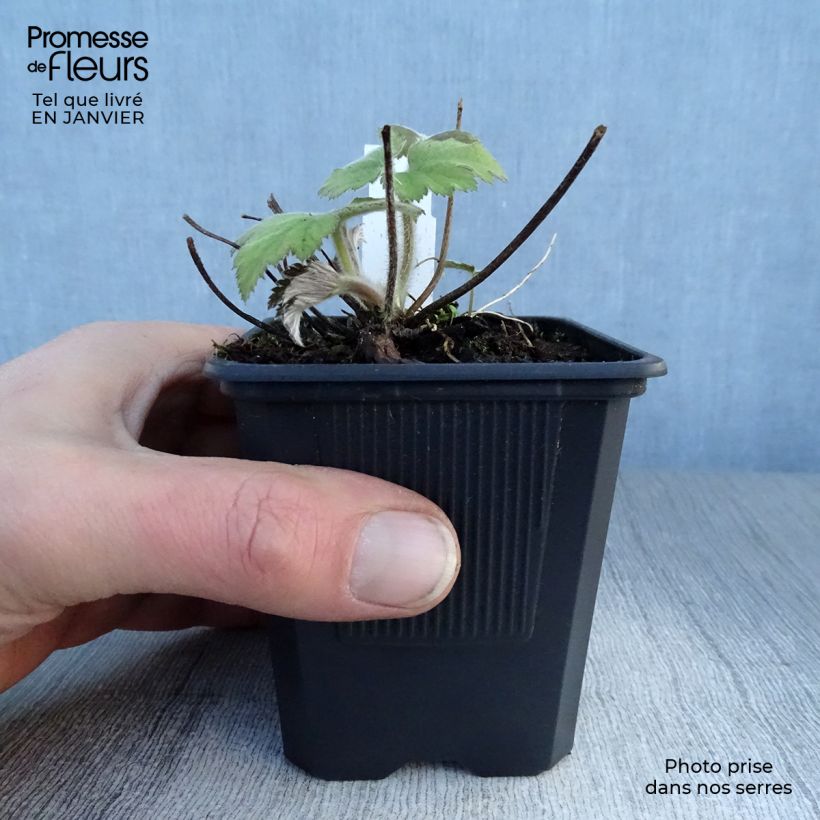 Amostra de Anémona-do-japão Robustissima - Anemone tomentosa Vaso de 8/9 cm tal como entregue no inverno