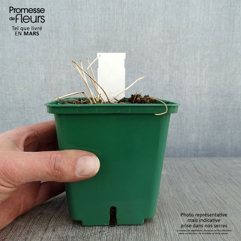 Amostra de Anémona-do-japão Robustissima - Anemone tomentosa Vaso de 1,5 L/2 L tal como entregue no inverno