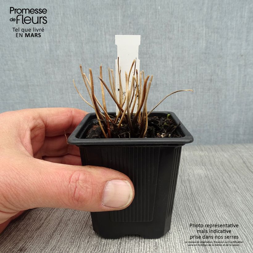 Amostra de Anémona-do-japão Rubra Plena - Anemone hupehensis Vaso de 8/9 cm tal como entregue no inverno