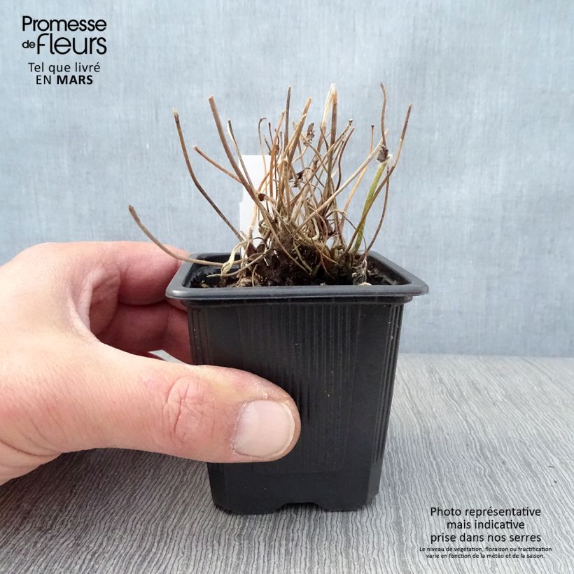 Amostra de Anémona-do-japão Rubra Plena - Anemone hupehensis Vaso de 8/9 cm tal como entregue na primavera