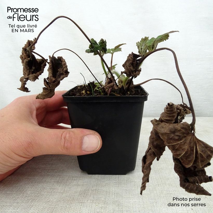 Amostra de Anémona-do-japão Septemberglanz - Anemone tomentosa Vaso de 8/9 cm tal como entregue na primavera