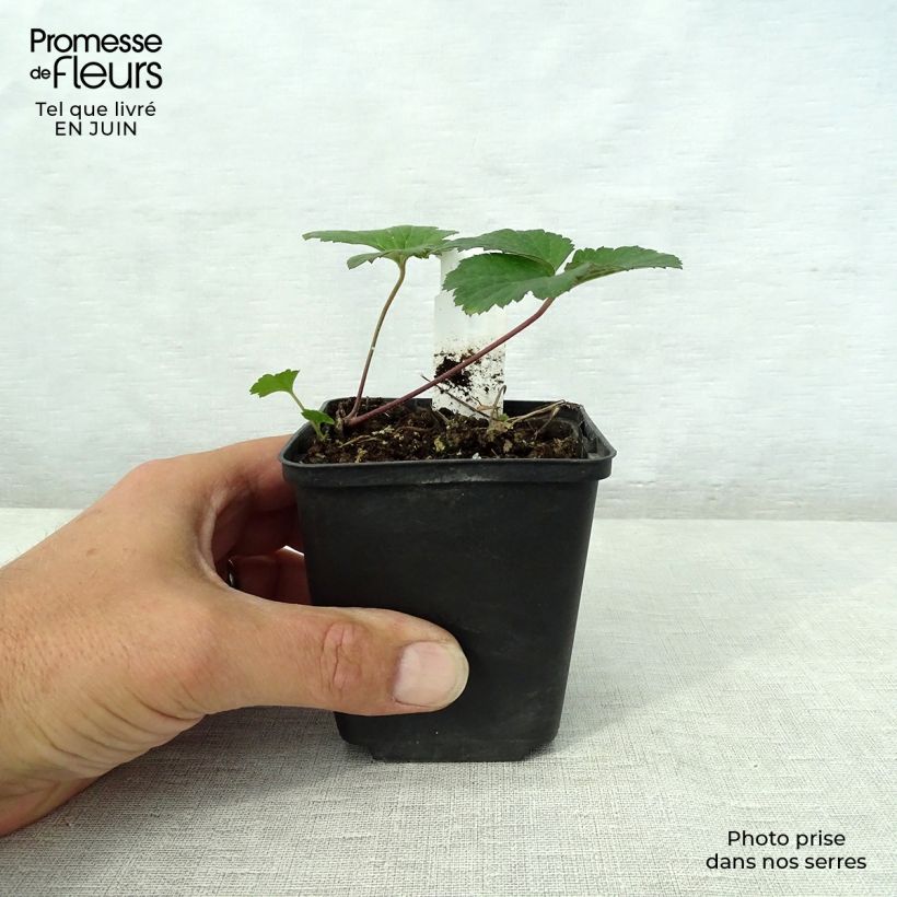 Amostra de Anémona-do-japão Septemberglanz - Anemone tomentosa Vaso de 8/9 cm tal como entregue no verão