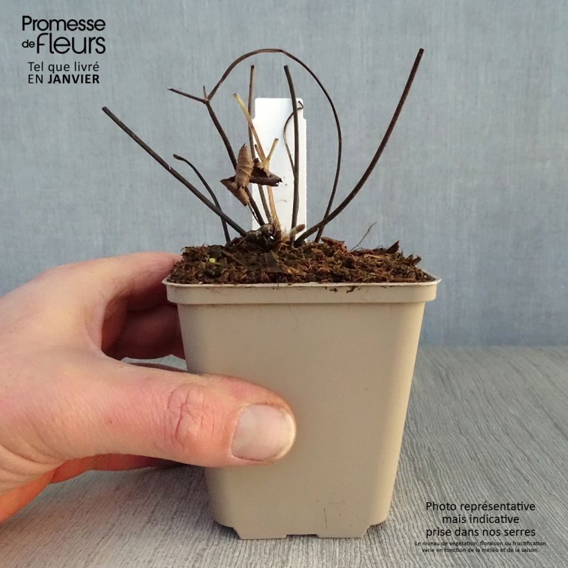 Amostra de Anémona-do-japão Septemberglanz - Anemone tomentosa Vaso de 8/9 cm tal como entregue no inverno