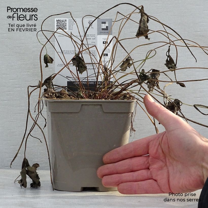 Amostra de Anémone japonaise Wild Swan Vaso de 2 L/3 L tal como entregue no inverno