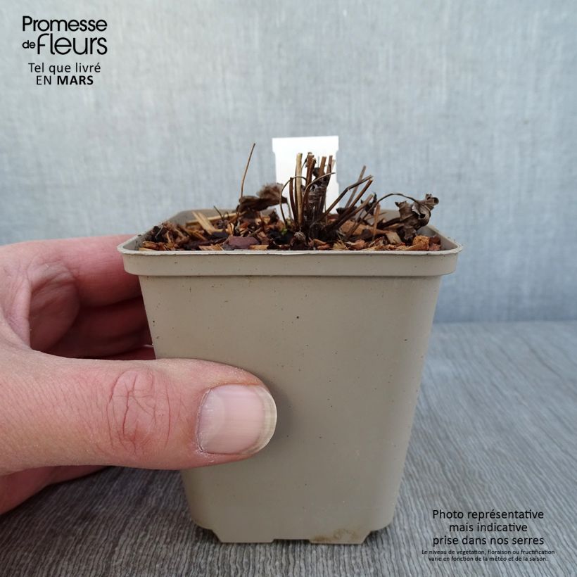 Amostra de Anémone du Japon hybride Satin Doll Rosé Godet de 8/9 cm tal como entregue no inverno