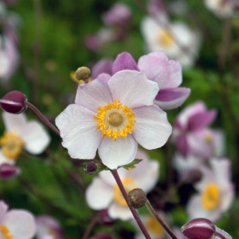 Anémona-do-japão Hadspen Abundance - Anemone × hybrida (Floração)
