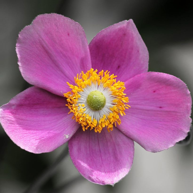 Anémona-do-japão Praecox - Anemone hupehensis (Floração)