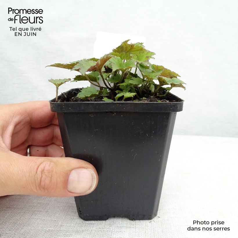 Amostra de Anémona-do-japão Praecox - Anemone hupehensis Vaso de 8/9 cm tal como entregue no verão