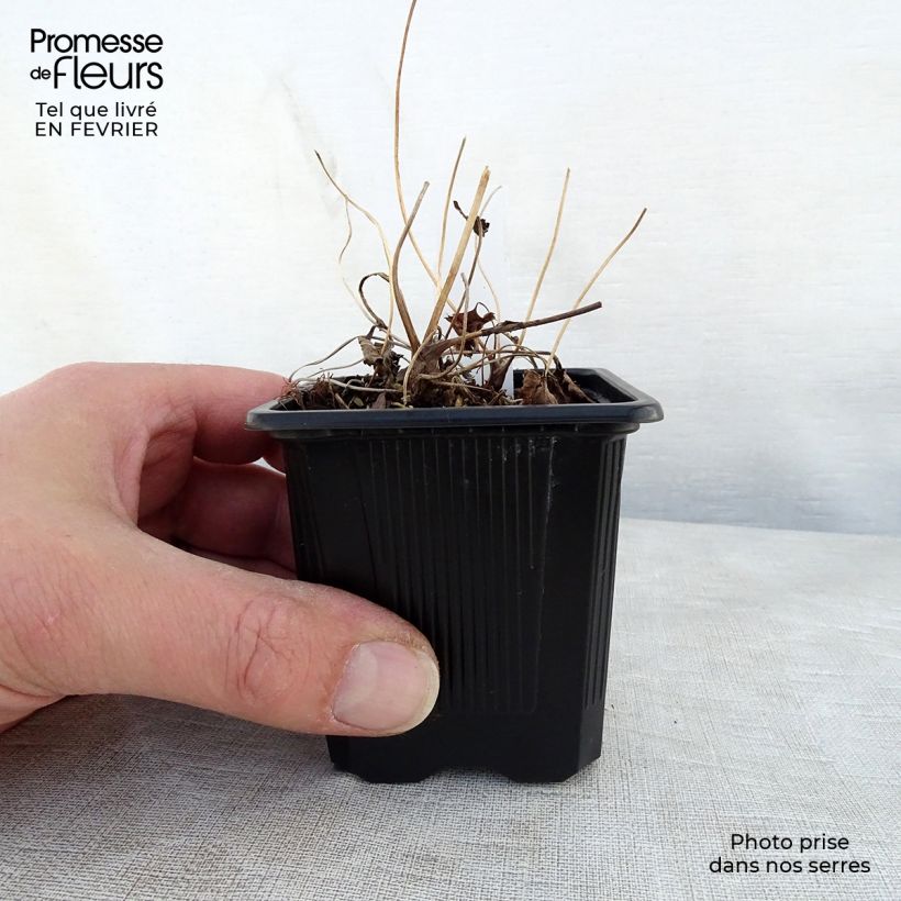 Amostra de Anémona-do-japão Praecox - Anemone hupehensis Vaso de 8/9 cm tal como entregue no inverno