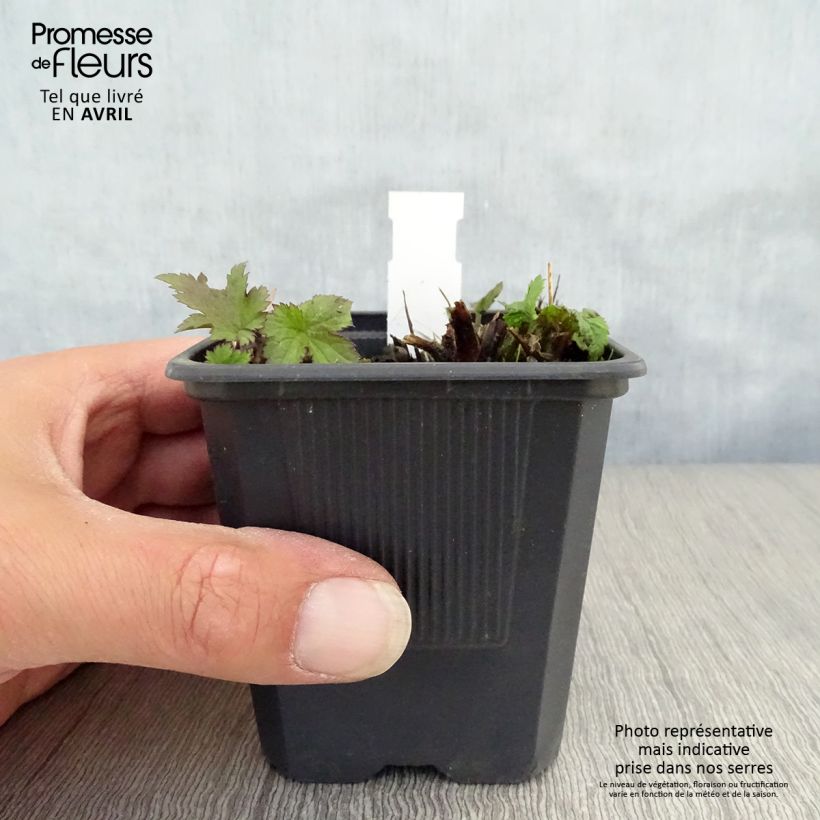 Amostra de Anémona-do-japão Praecox - Anemone hupehensis Vaso de 8/9 cm tal como entregue na primavera