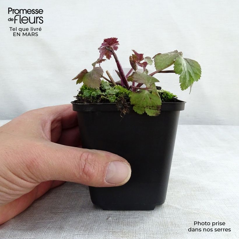 Amostra de Anémona-do-japão Dainty Swan - Anemone Vaso de 8/9 cm tal como entregue na primavera