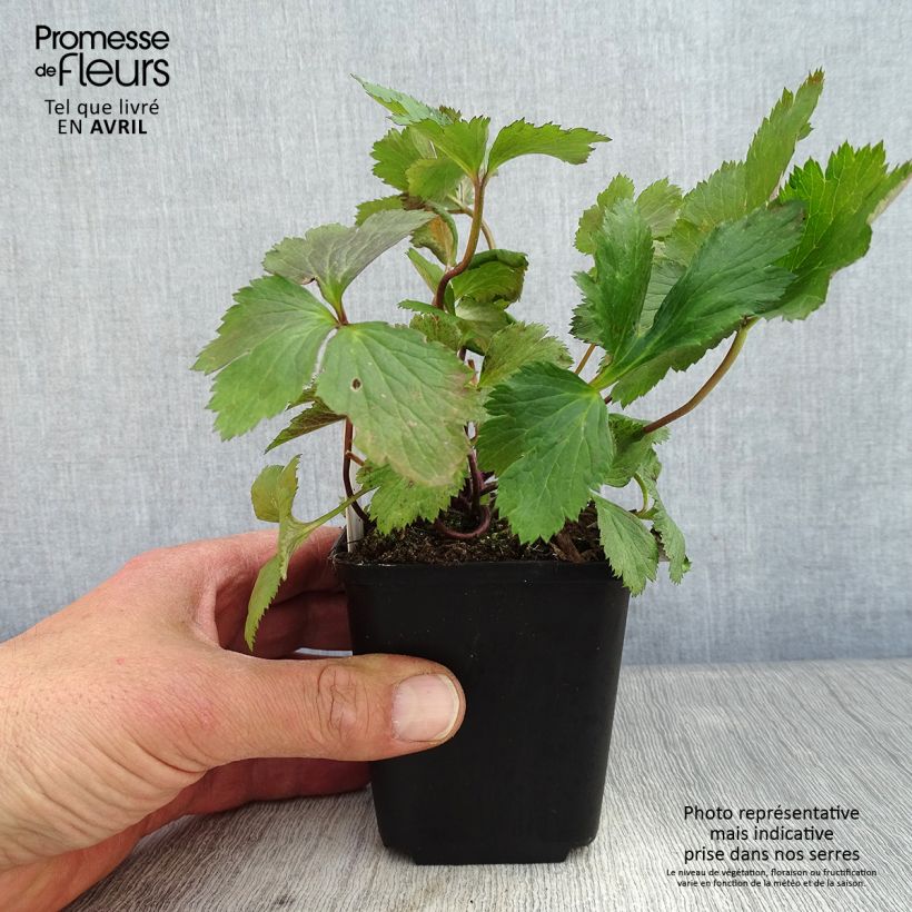 Amostra de Anémona-do-japão Elfin Swan - Anemone Vaso de 8/9 cm tal como entregue na primavera