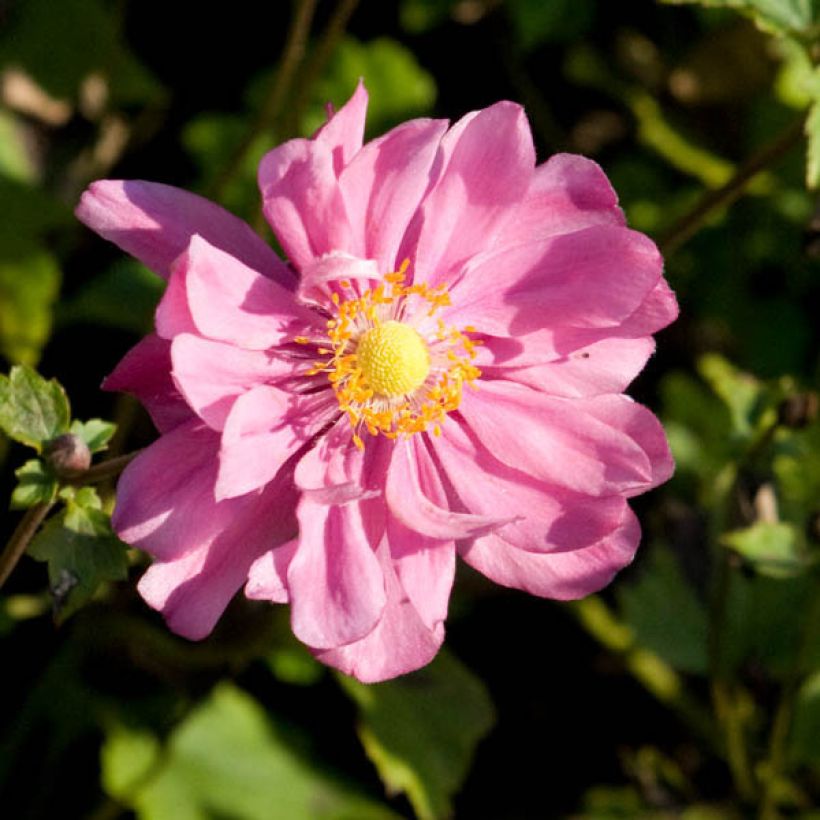Anémona-do-japão Margarete - Anemone × hybrida (Floração)