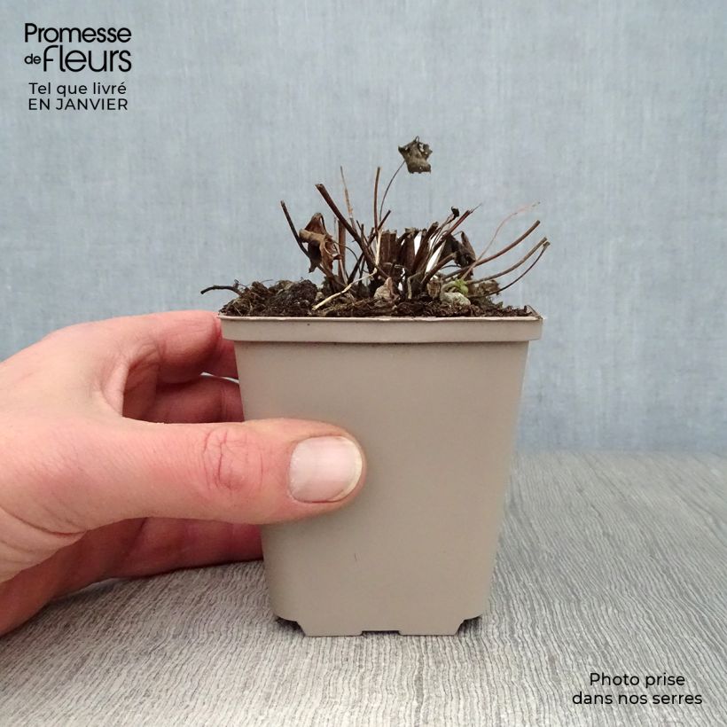 Amostra de Anémona-do-japão Snow Angels - Anemone hupehensis Vaso de 8/9 cm tal como entregue no inverno