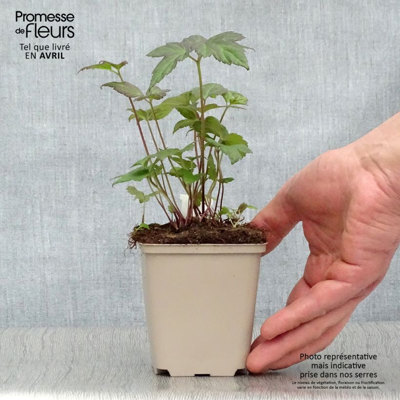 Amostra de Anémona-do-japão Snow Angels - Anemone hupehensis Vaso de 8/9 cm tal como entregue na primavera