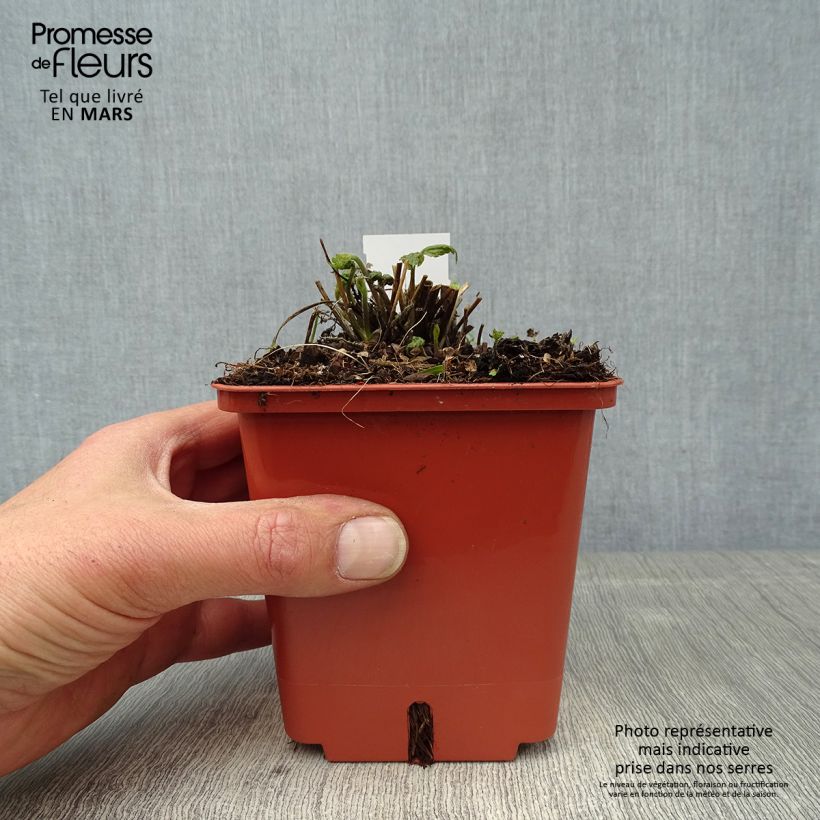 Amostra de Anémona-do-japão Snow Angels - Anemone hupehensis Vaso de 1 L/1,5 L tal como entregue na primavera