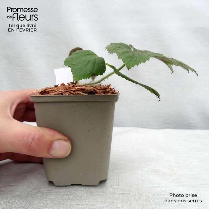 Amostra de Anemone hybride Tiki Sensation Vaso de 8/9 cm tal como entregue no inverno