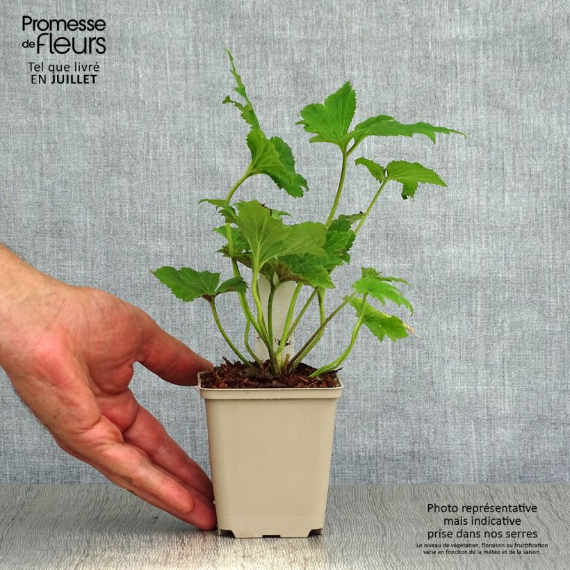 Amostra de Anémona-do-japão Tiki Sensation - Anemone hupehensis Vaso de 8/9 cm tal como entregue no verão