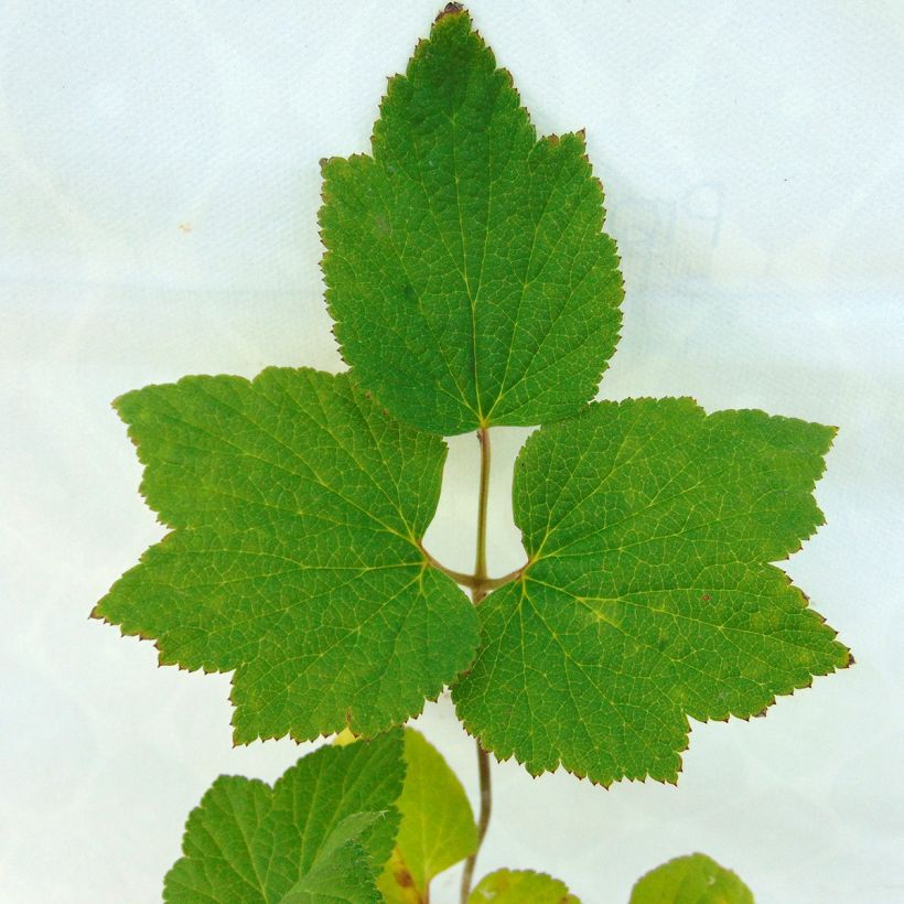 Anémona-do-japão Andrea Atkinson - Anemone × hybrida (Folhagem)