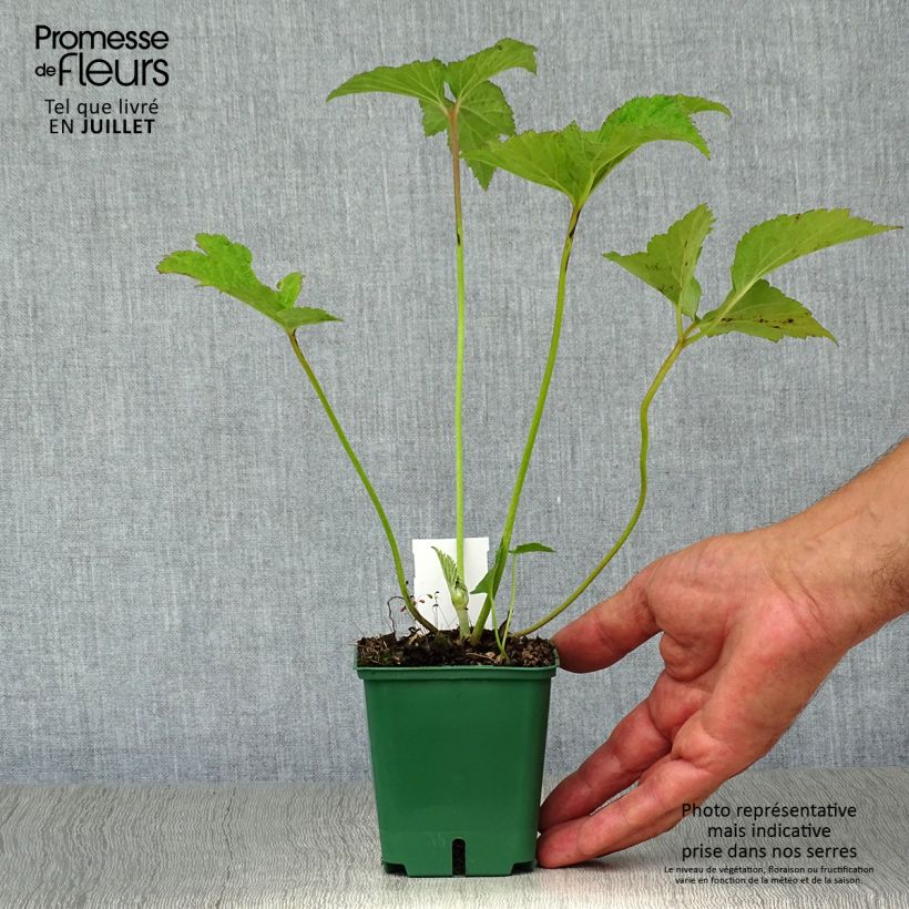 Amostra de Anémona-do-japão Andrea Atkinson - Anemone × hybrida Vaso de 8/9 cm tal como entregue no verão