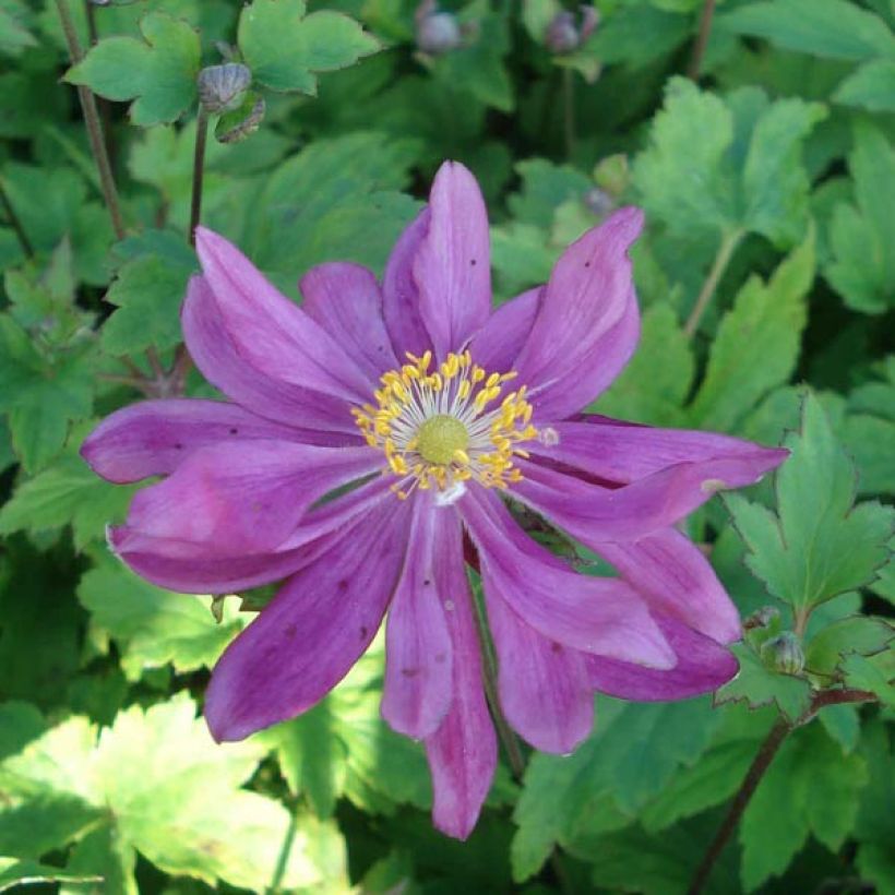 Anémona-do-japão Bressingham Glow - Anemone × hybrida (Floração)