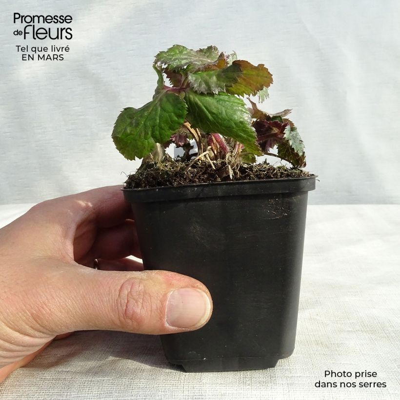 Amostra de Anémona-do-japão Dreaming Swan - Anemone Vaso de 8/9 cm tal como entregue na primavera