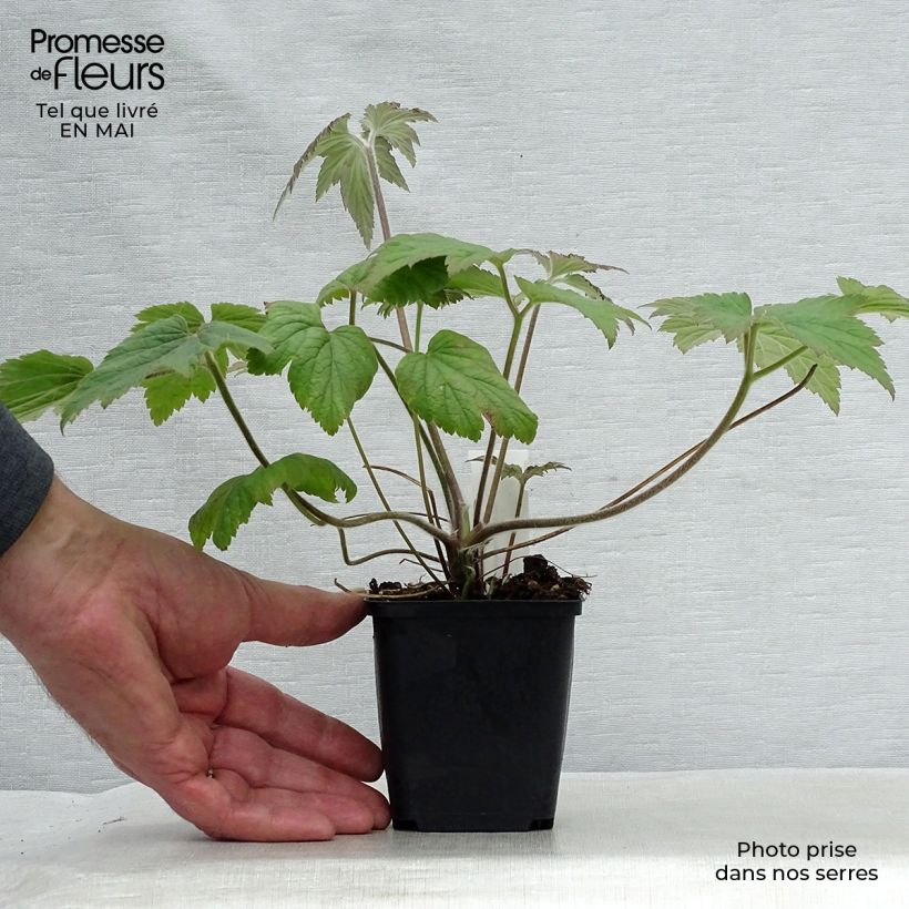 Amostra de Anémona-do-japão Hadspen Abundance - Anemone × hybrida Vaso de 8/9 cm tal como entregue na primavera