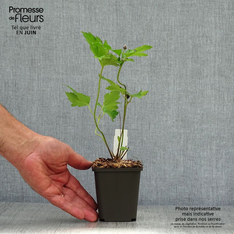 Amostra de Anémona-do-japão Hadspen Abundance - Anemone × hybrida Vaso de 8/9 cm tal como entregue no verão