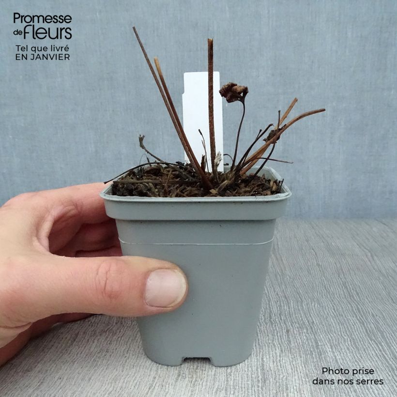 Amostra de Anémona-do-japão Hadspen Abundance - Anemone × hybrida Vaso de 8/9 cm tal como entregue no inverno