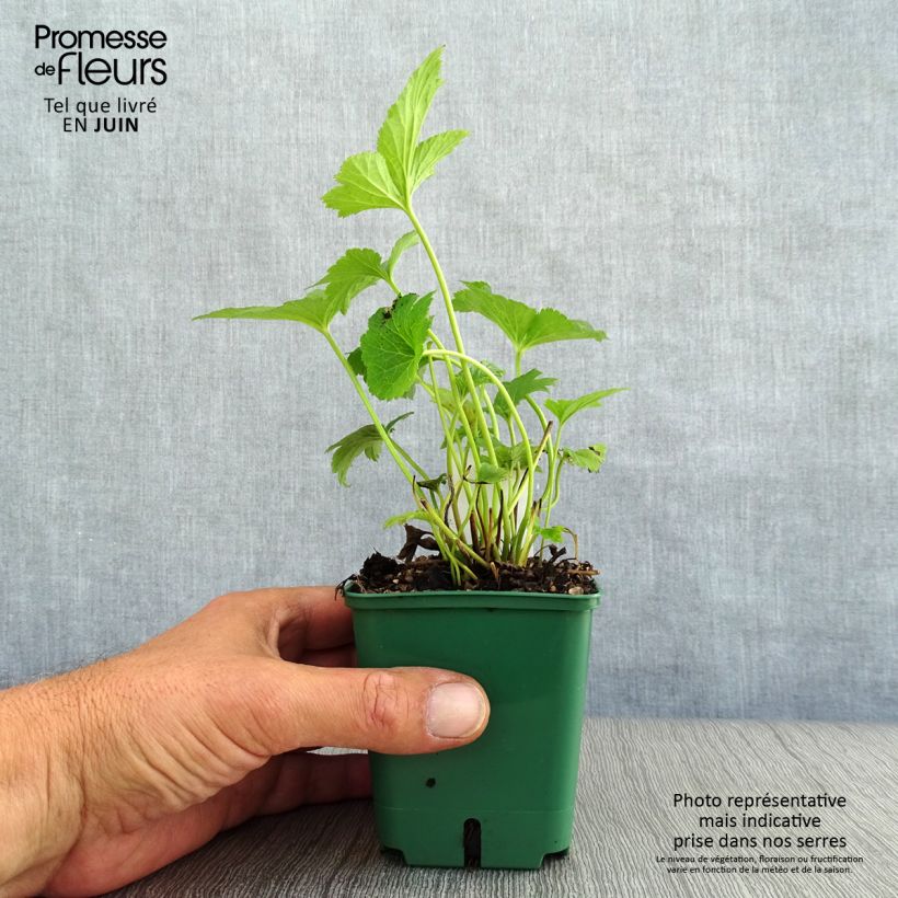 Amostra de Anémona-do-japão Honorine Jobert - Anemone × hybrida Vaso de 8/9 cm tal como entregue no verão