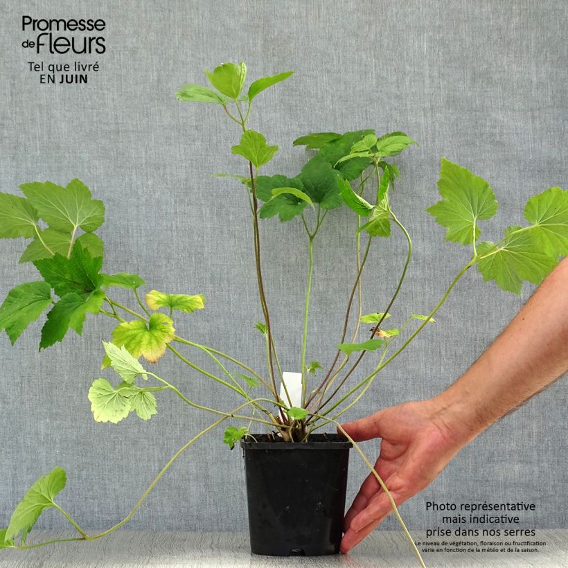Amostra de Anémona-do-japão Honorine Jobert - Anemone × hybrida Vaso de 2 L/3 L tal como entregue no verão