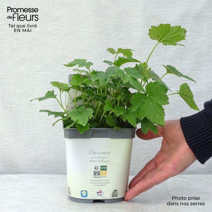 Amostra de Anémona-do-japão Honorine Jobert - Anemone × hybrida Vaso de 2 L/3 L tal como entregue na primavera
