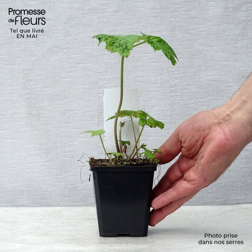 Amostra de Anémona-do-japão Honorine Jobert - Anemone × hybrida Vaso de 8/9 cm tal como entregue na primavera