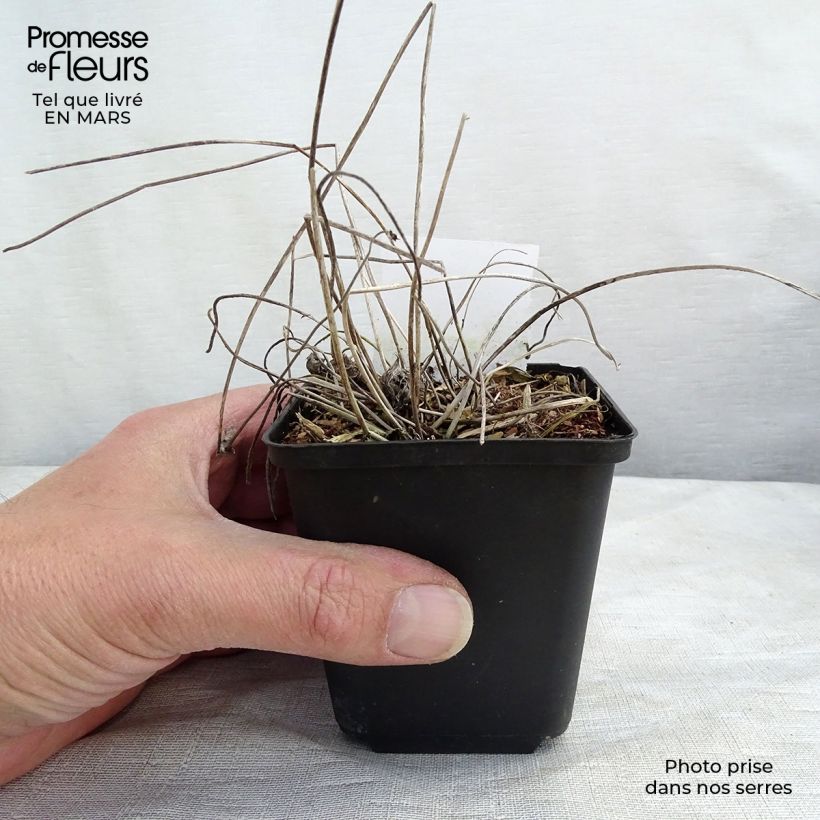 Amostra de Anémona-do-japão Margarete - Anemone × hybrida Vaso de 8/9 cm tal como entregue no inverno