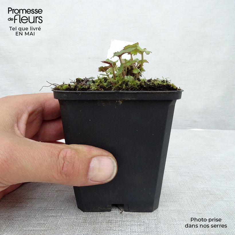 Amostra de Anémona-do-japão Mont Rose - Anemone × hybrida Vaso de 8/9 cm tal como entregue na primavera