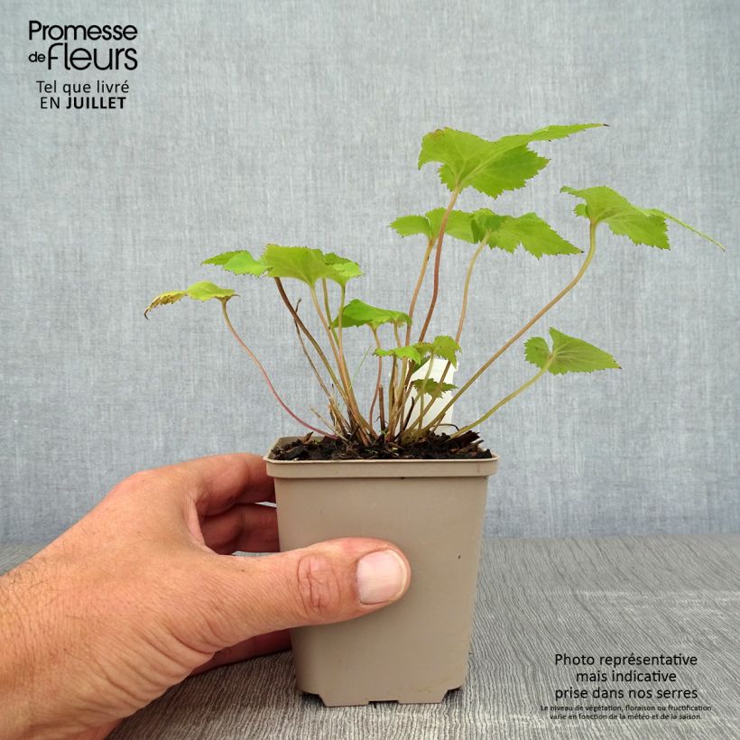 Amostra de Anémona-do-japão Mont Rose - Anemone × hybrida Vaso de 8/9 cm tal como entregue no verão