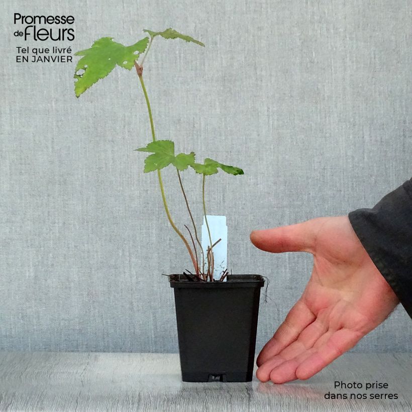 Amostra de Anémona-do-japão Mont Rose - Anemone × hybrida Vaso de 8/9 cm tal como entregue no inverno